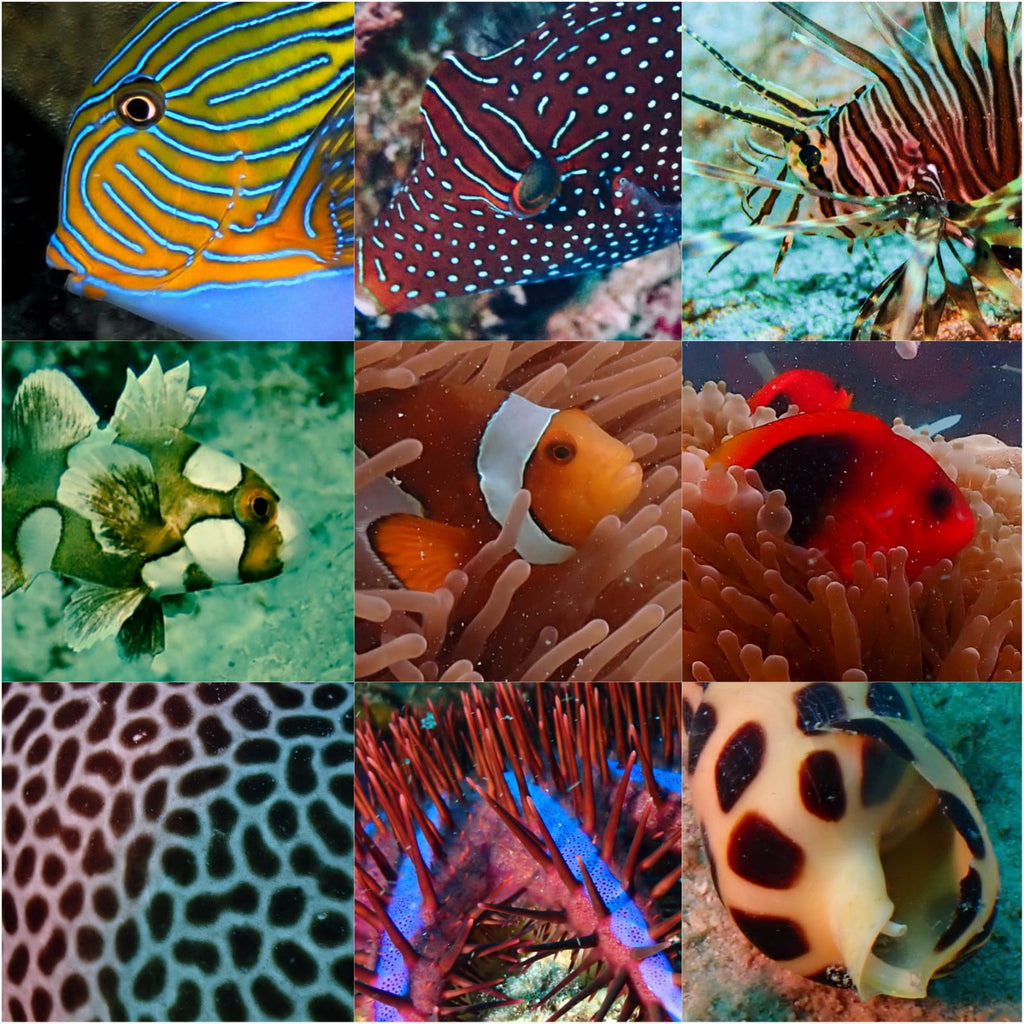 Boat Snorkeling by Continental