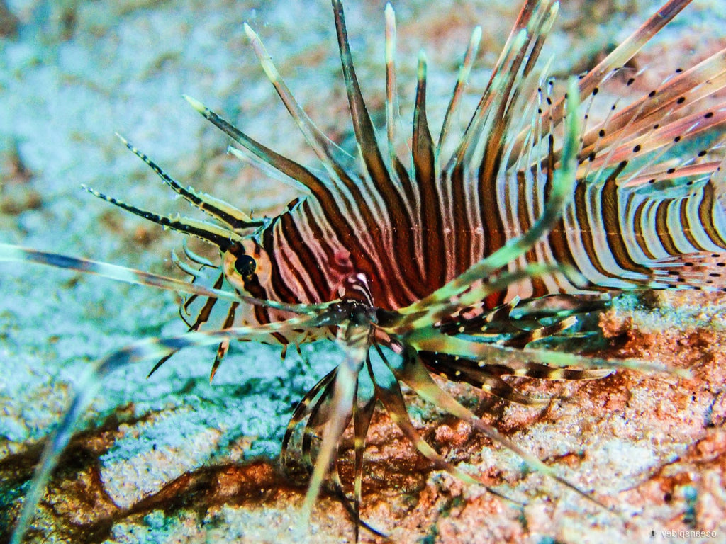 Boat Snorkeling by Continental