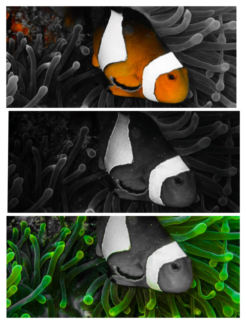 Boat Try Dive by Continental