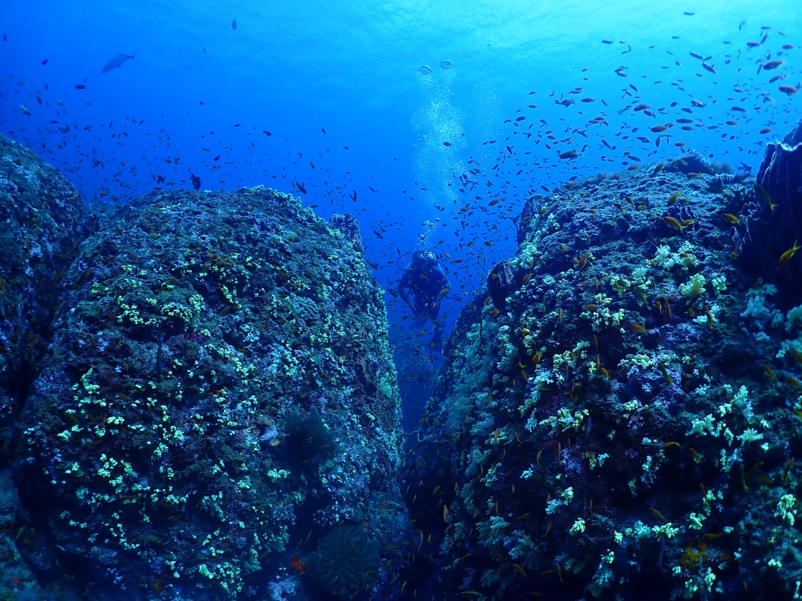 Shore Try Dive by Continental