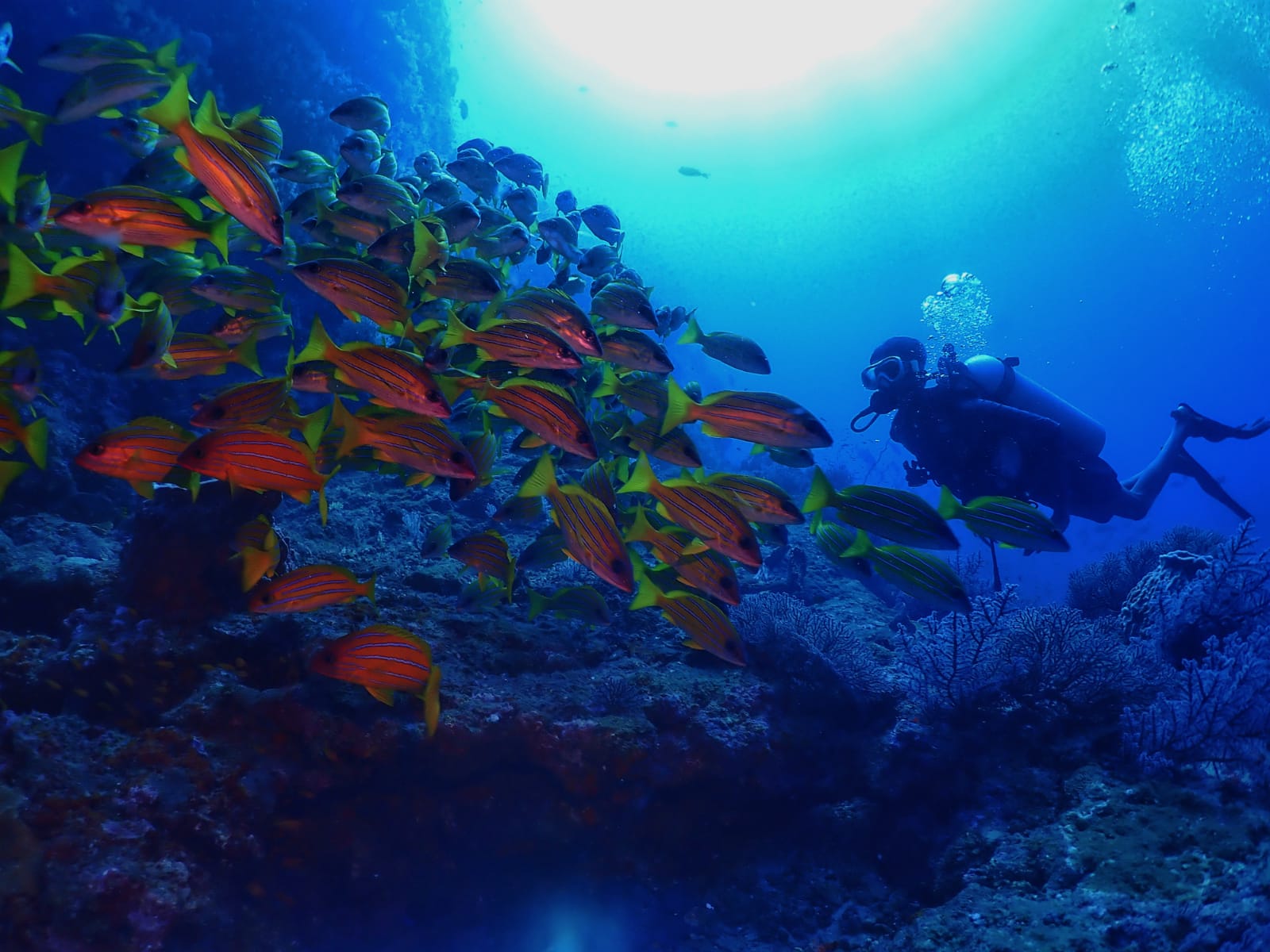 Shore Snorkeling by Continental