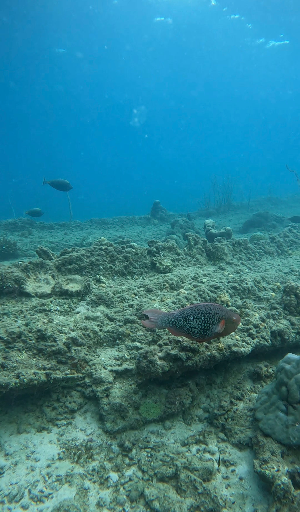 Snorkelling @ Octopus Garden Dive Centre
