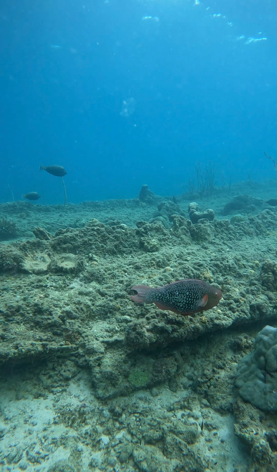Snorkelling @ Octopus Garden Dive Centre