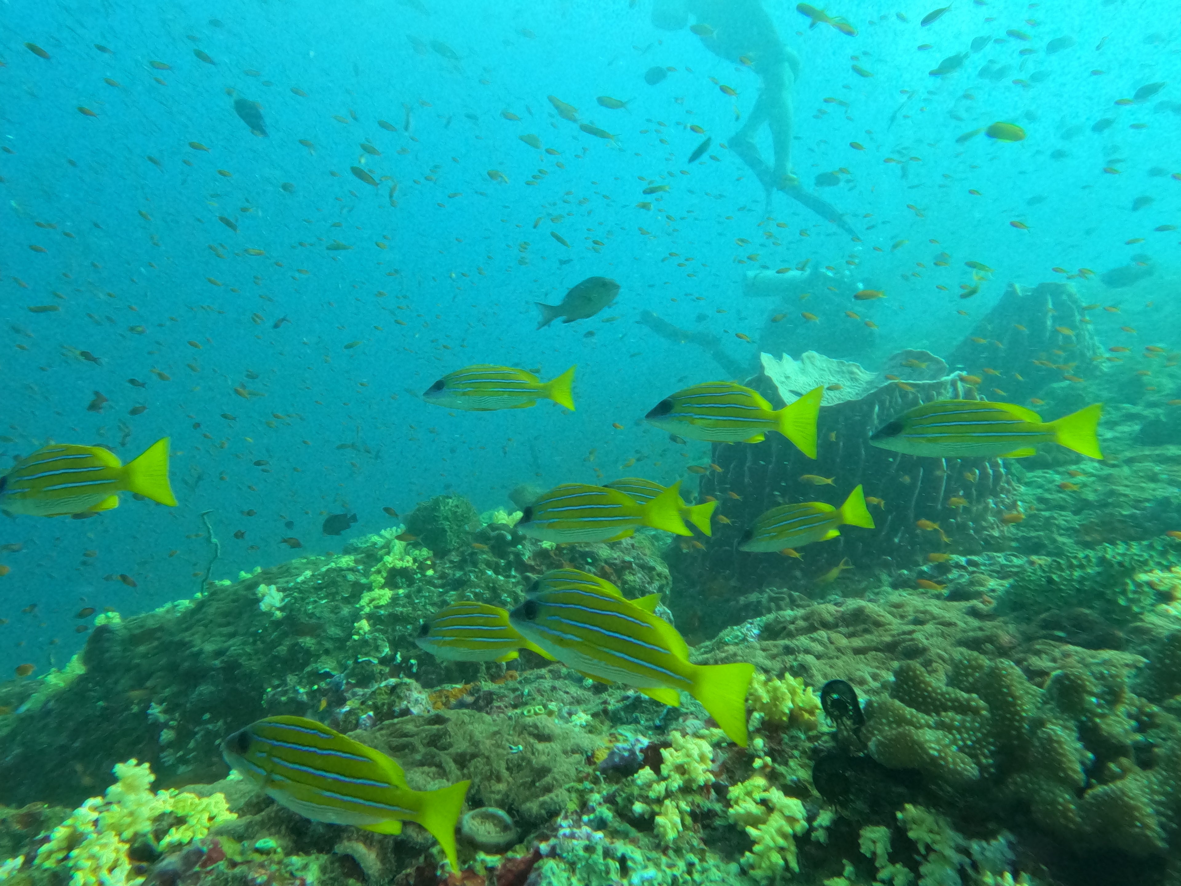 Snorkelling @ Octopus Garden Dive Centre