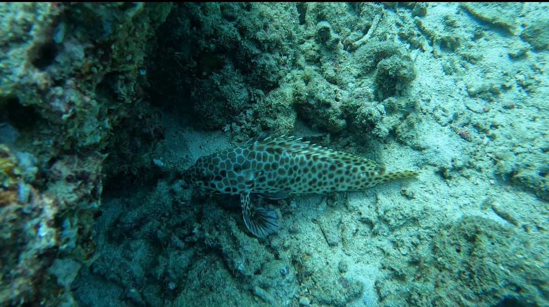 Snorkelling @ Octopus Garden Dive Centre