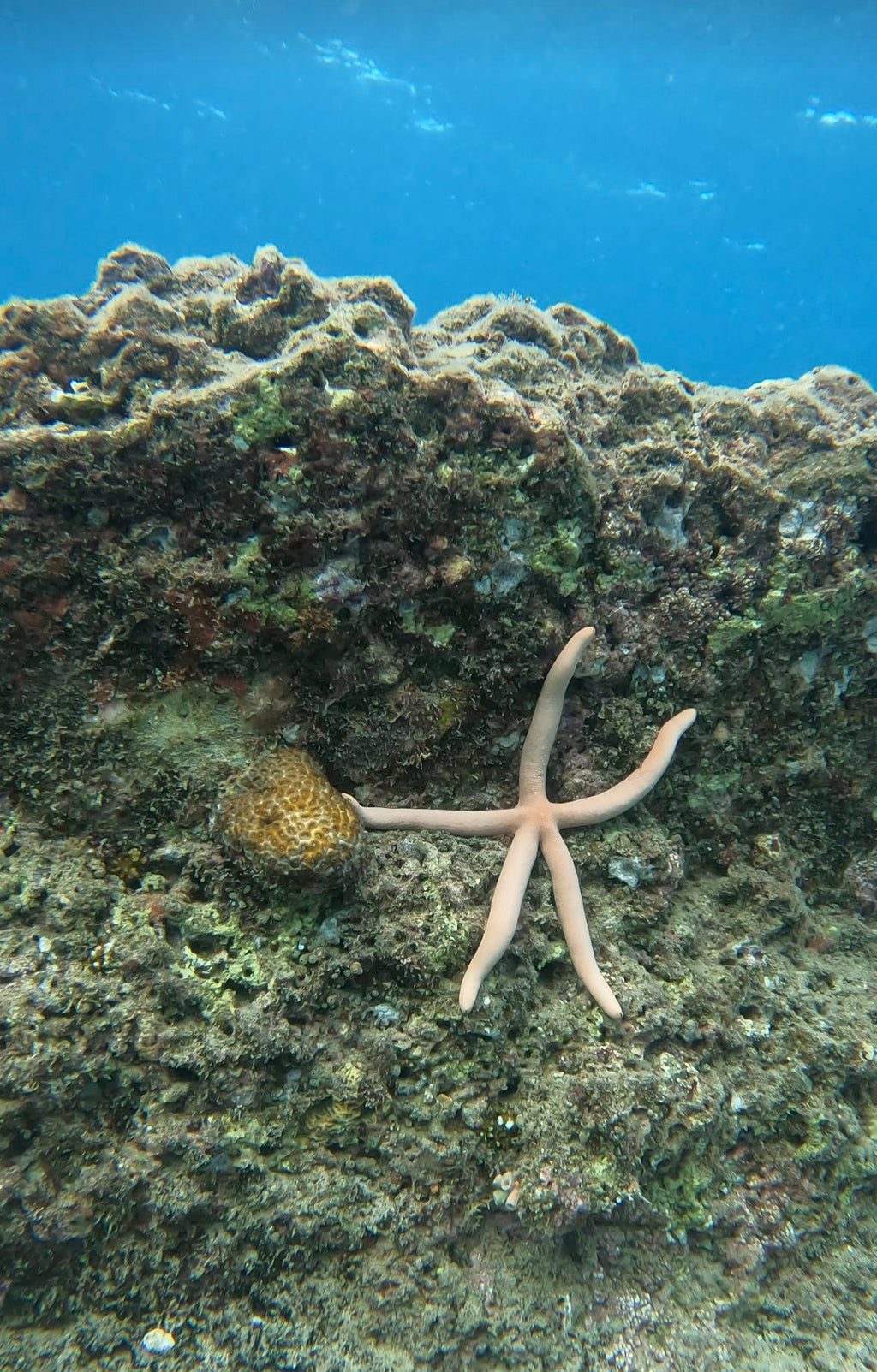 Snorkelling @ Octopus Garden Dive Centre