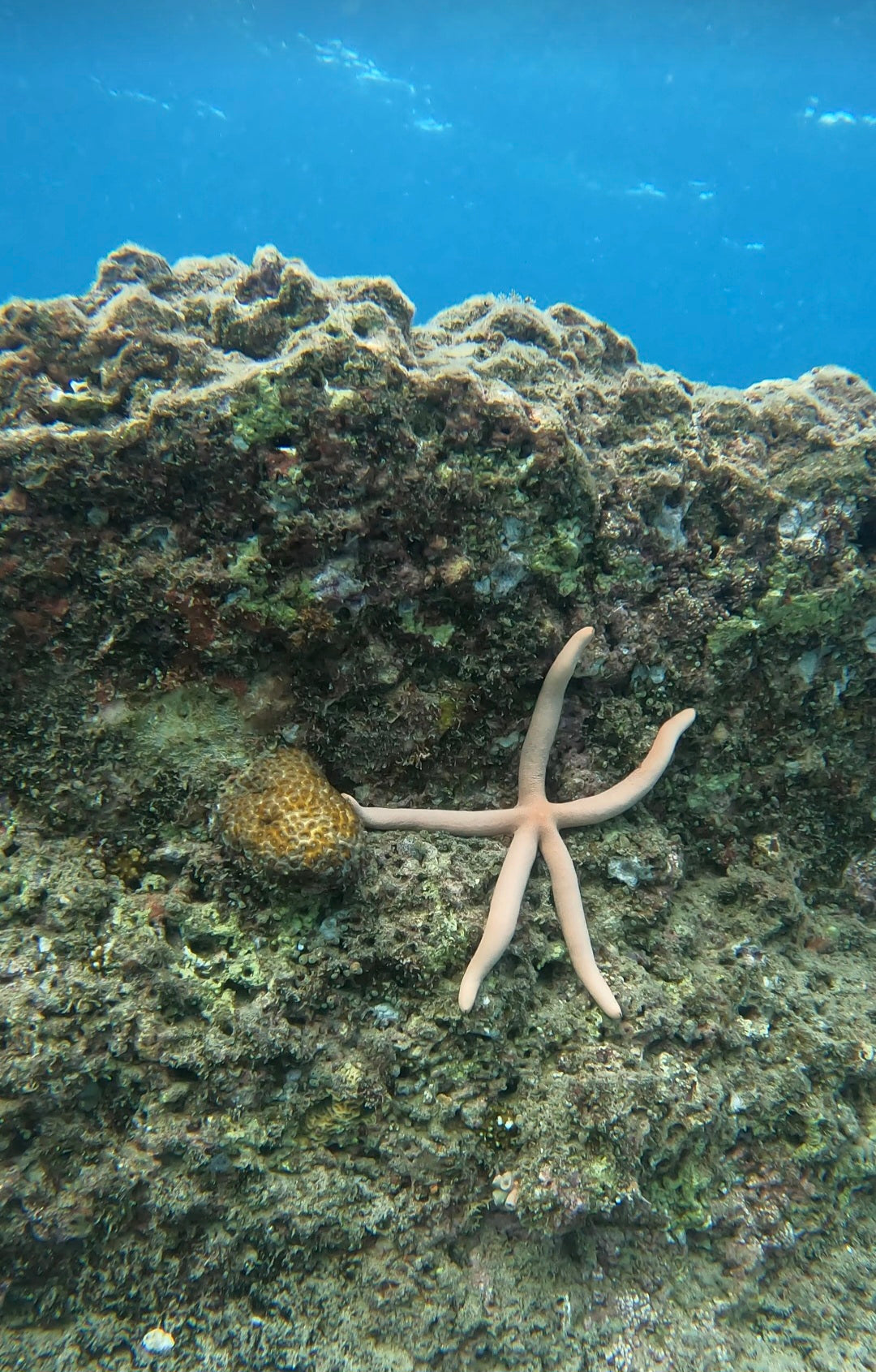 Snorkelling @ Octopus Garden Dive Centre