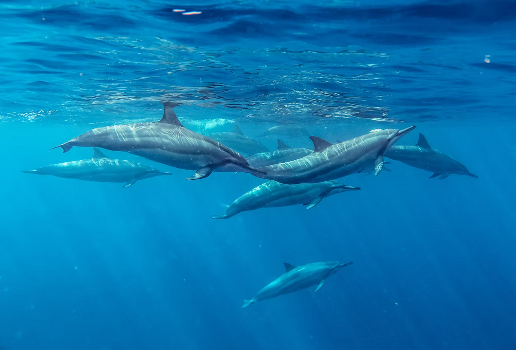 Barren Island Volcano Experience (Open Boat - RapidFire).