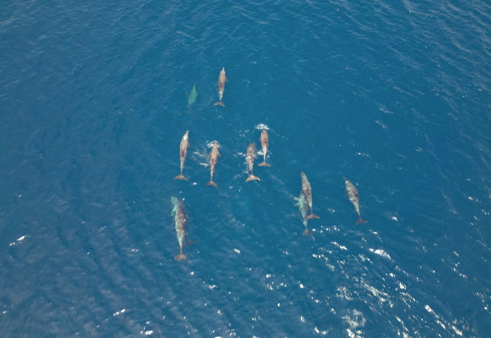 Barren Island Volcano Experience (Open Boat - RapidFire).