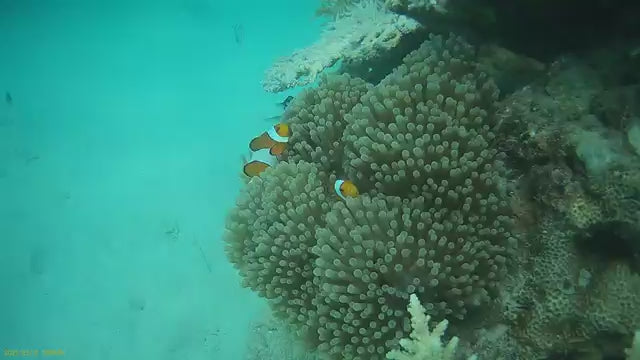 Underwater Sea Walk at Elephant Beach